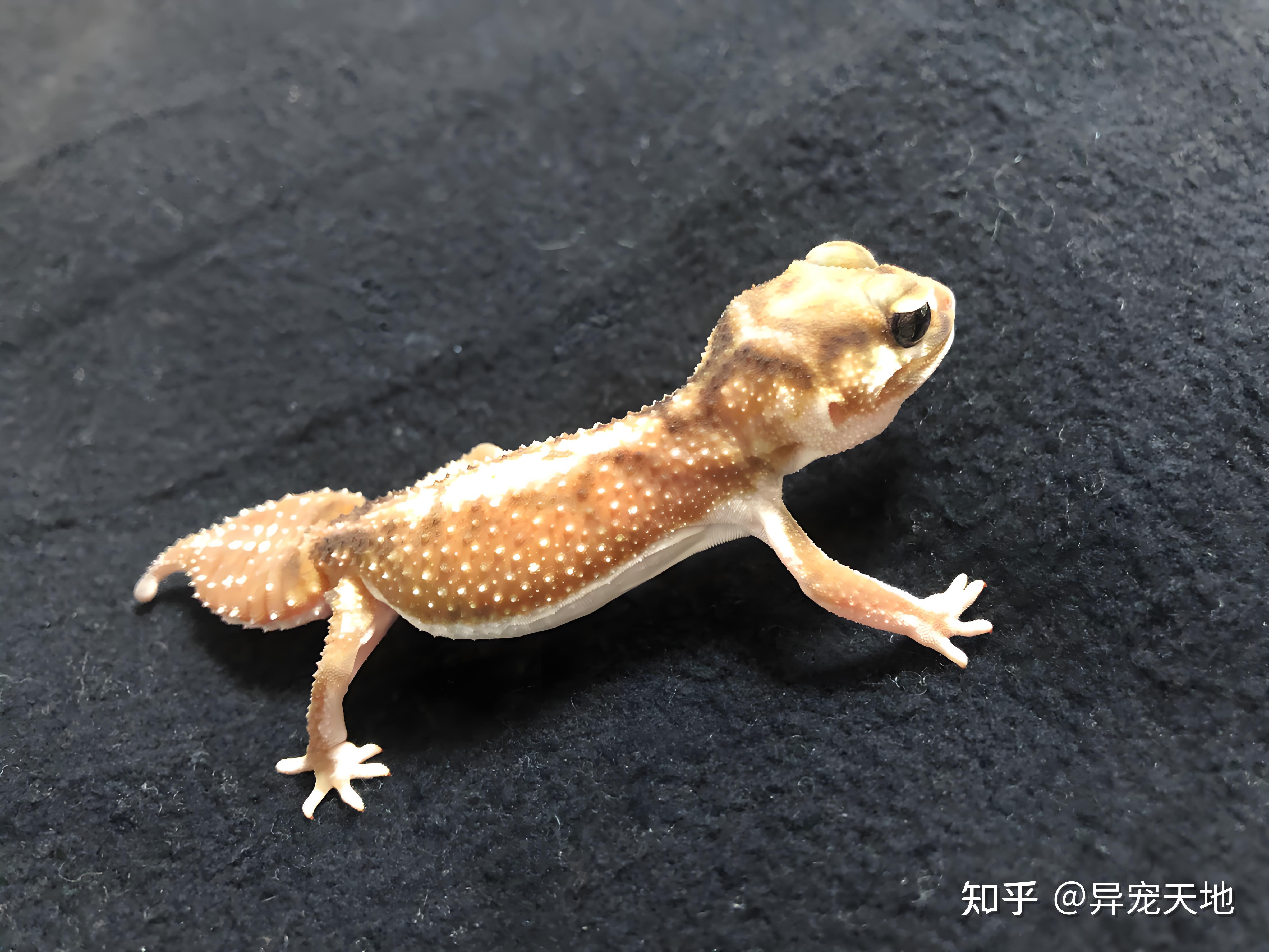 带你走进瘤尾守宫的饲养世界 - 知乎