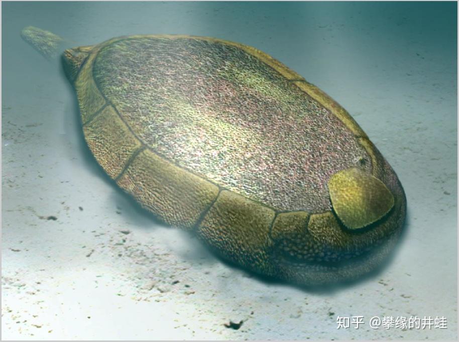 地球演义寒武纪的余烬棘皮动物篇上