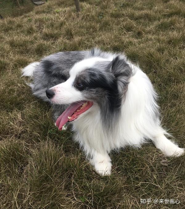 贝贝是弟弟,是一只边境牧羊犬陨石色,今年三岁了,从小到大没生过病,不