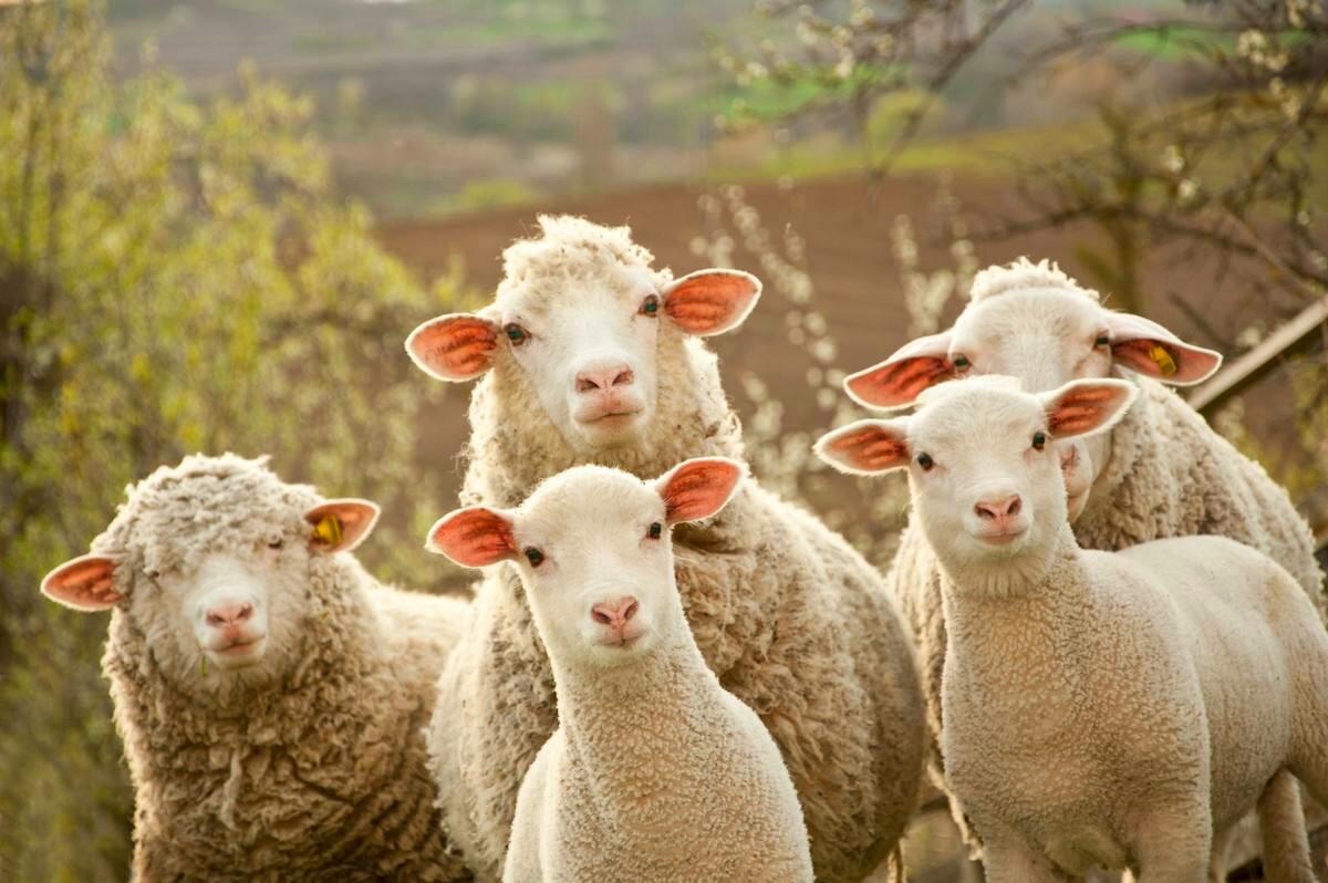 领头羊图片羊群图片