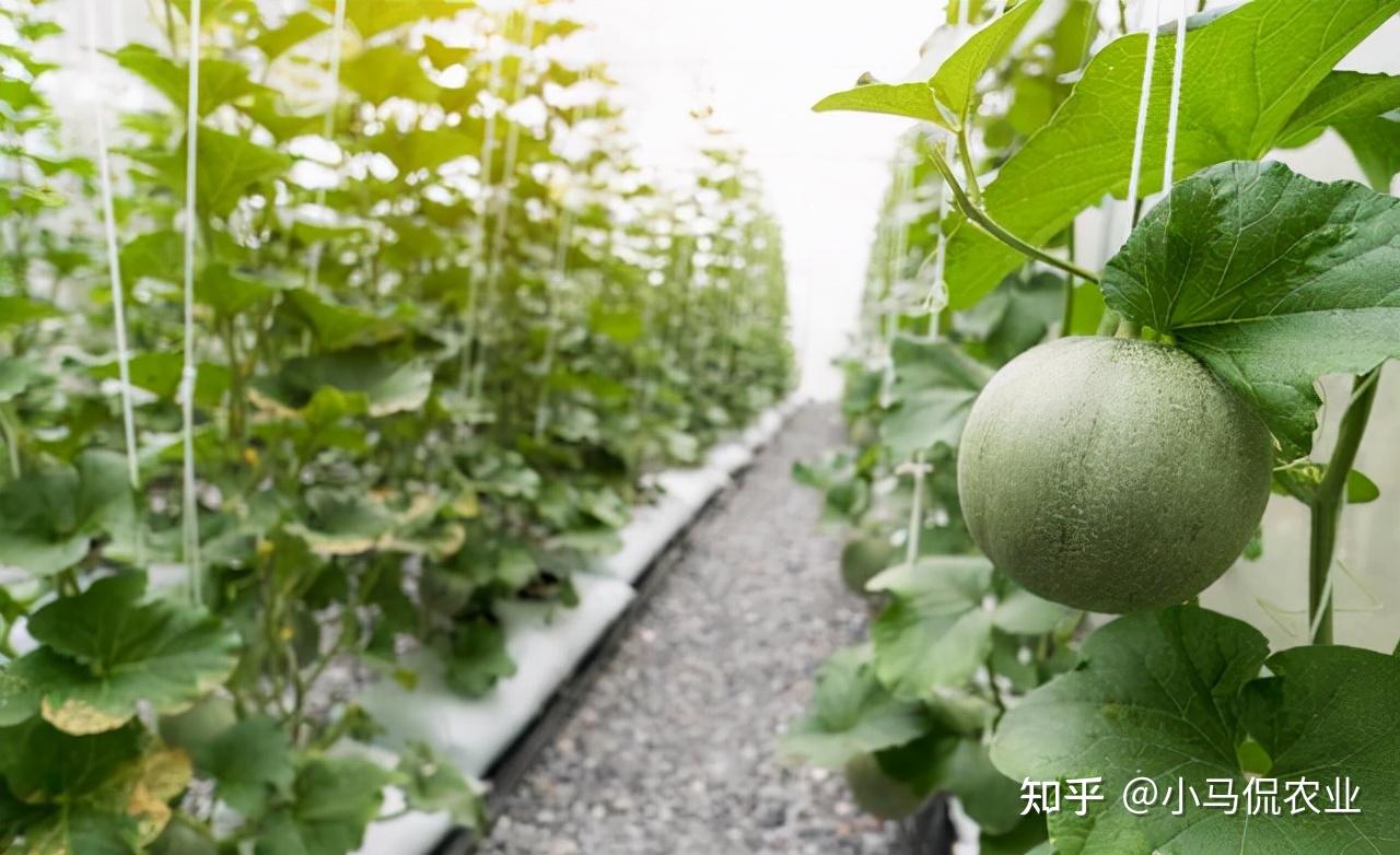 小哥80米甜瓜棚元旦上市一斤卖60,每天只能采摘一百斤