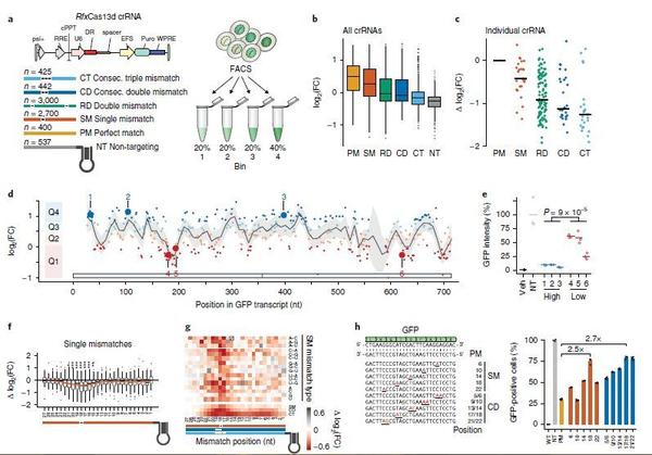 Nature Biotech. | 基于Cas13筛选的RNA设计 - 知乎