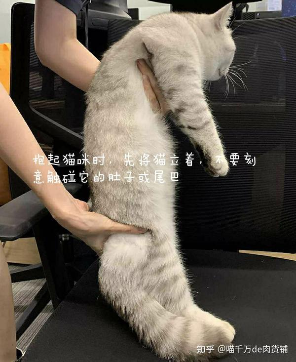 猫咪百科|猫咪的抱法 - 知乎