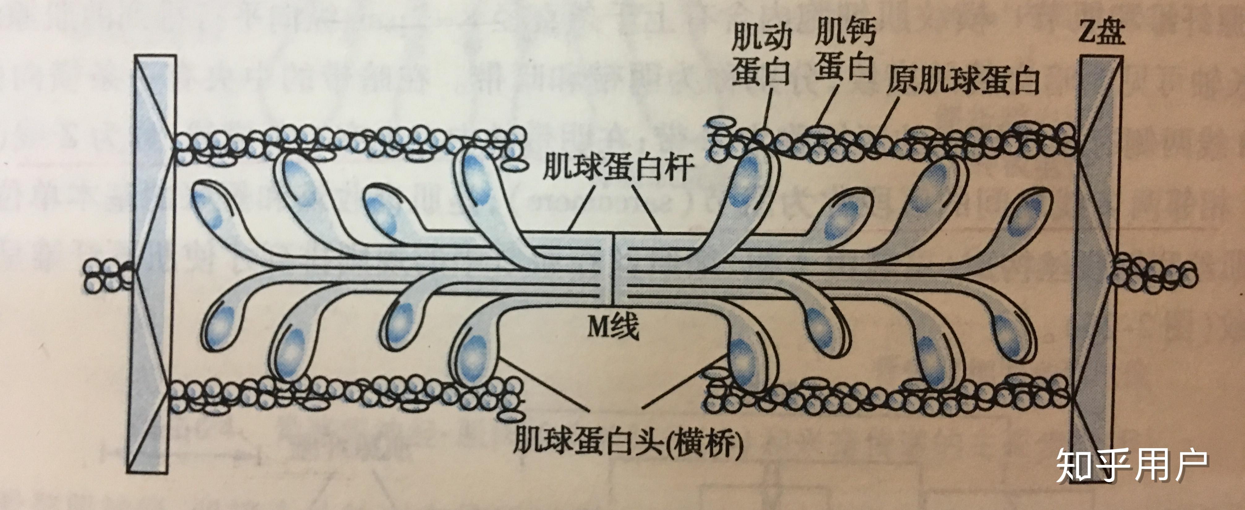 钙离子为什么在众多医学疾病中产生影响?钙离子在体内有什么效应? - 知乎