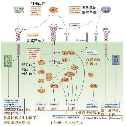 在肿瘤形成过程中VEGF家族到底起了啥的作用？ 知乎