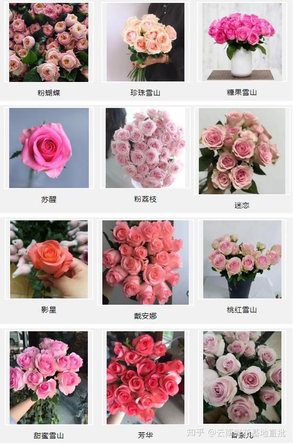 玫瑰花品种排行榜图片