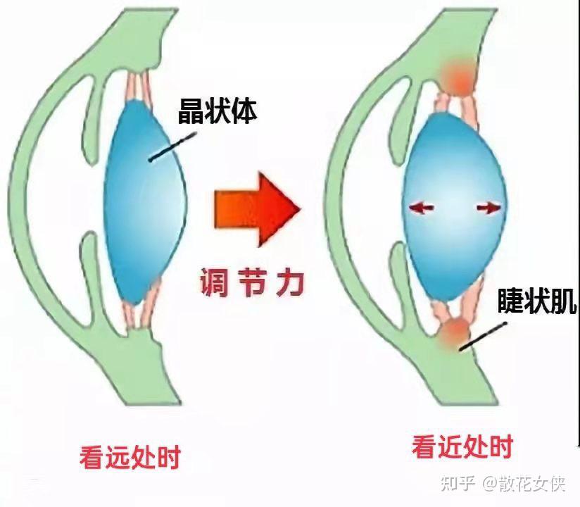 什么是调节不足 - 知乎
