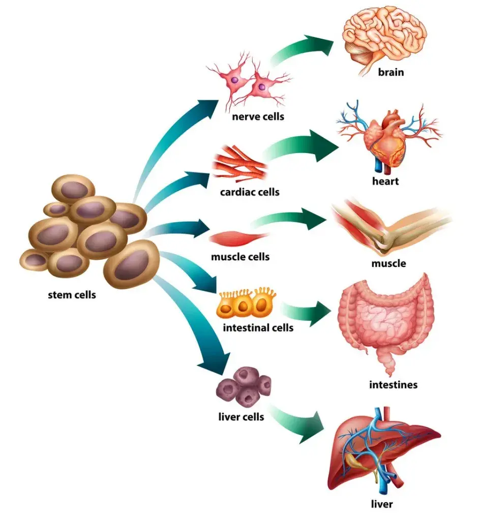 生命:源于细胞 终于细胞