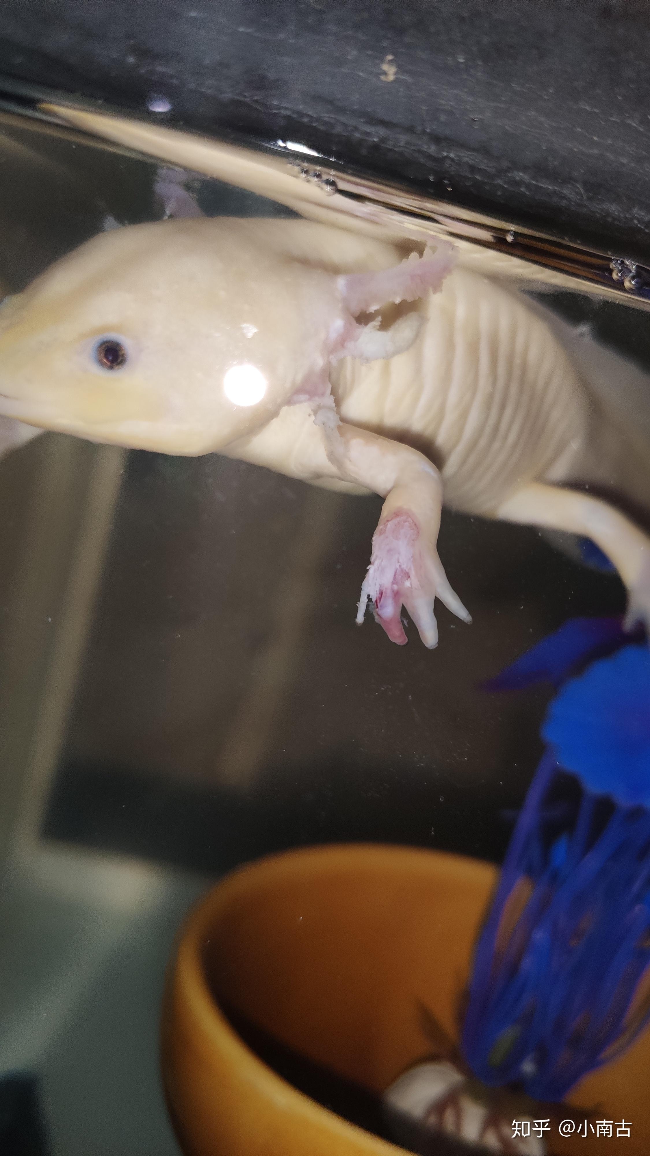 我家六角恐龙鱼在被咬后隔离泡粉打氧不肯吃东西现在变得很白是怎么