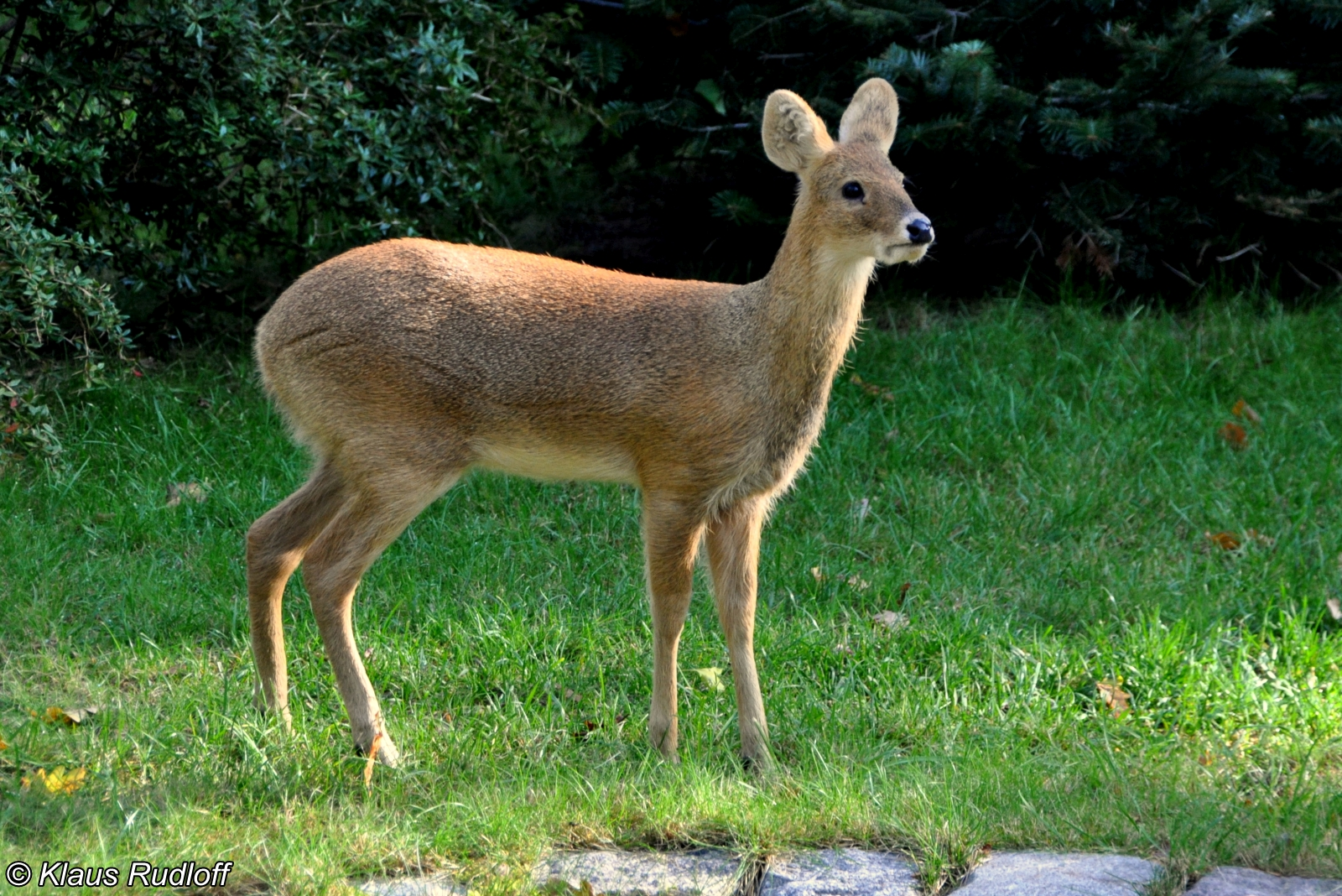 全鹿科唯一雄性不长角的种类:獐 hydropotes inermis犴 alces alces长