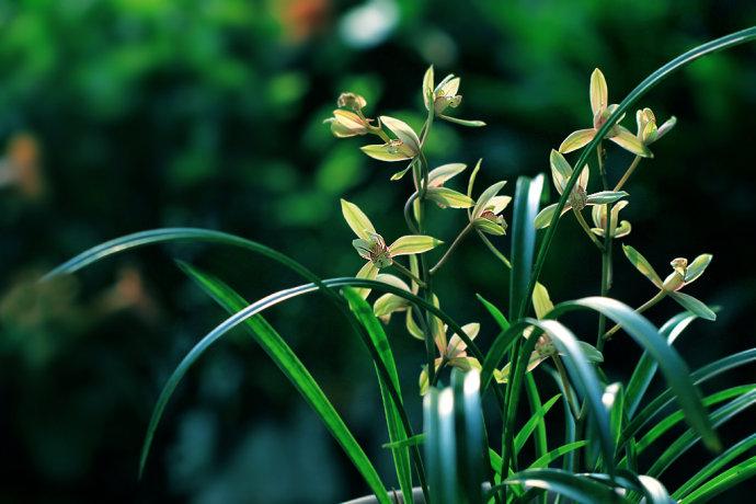 建兰在立夏后如何促使花芽分多放花? - 知乎