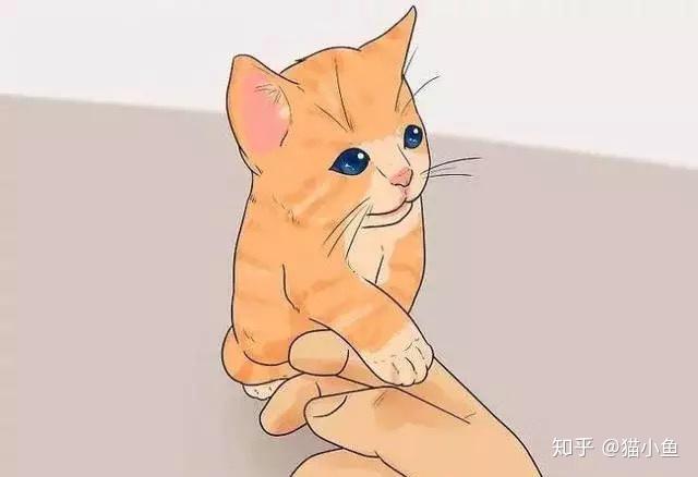 怎样判断猫的年龄?