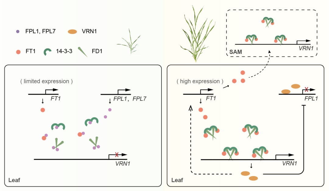 Plant Cell | 浙江大学武亮团队揭示植物开花调控新机制 - 知乎