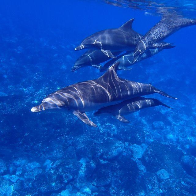 打开 app ajrproj / cc0 摄影师拍到的「发蓝光」海豚群是怎么回事?