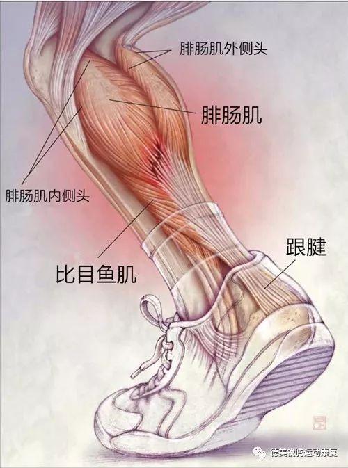 可能原因:小腿三头肌发力异常或力量不足造成前脚掌蹬地无力.