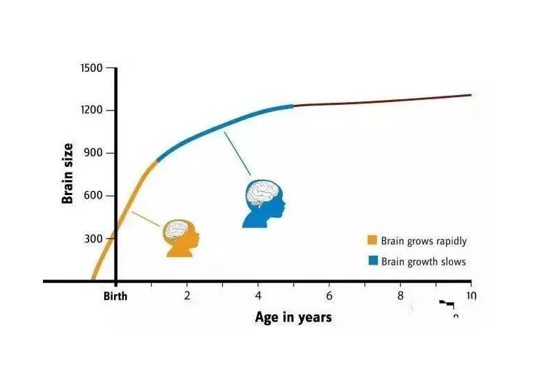 儿童大脑发育曲线图图片
