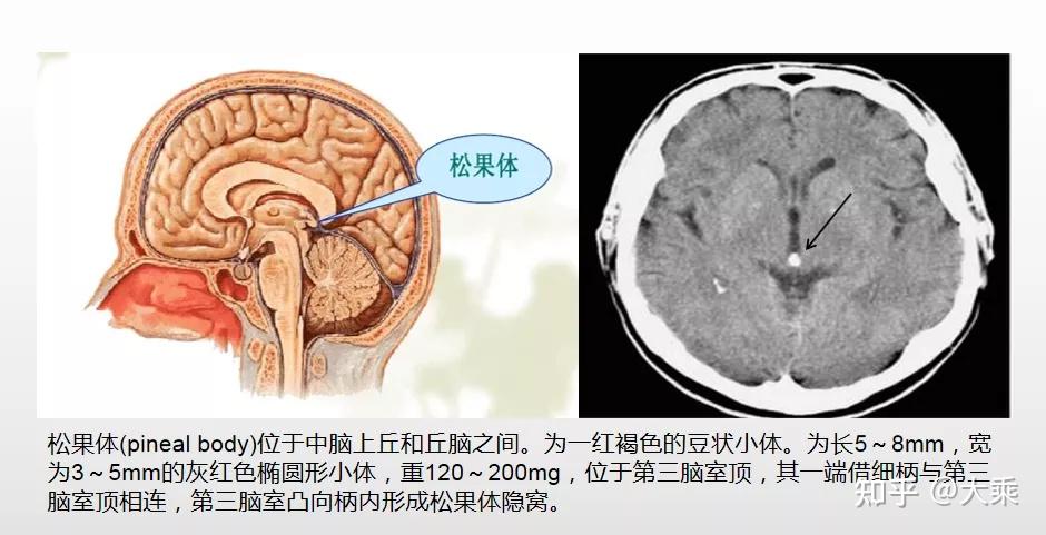 褪黑激素通常認為是由大腦中的松果體分泌的一種主要生長激素,具有