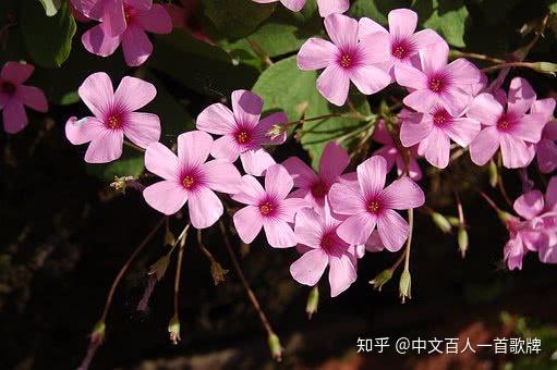 东汉 异书 论衡 经典名言解读 干了这碗毒砒霜 知乎