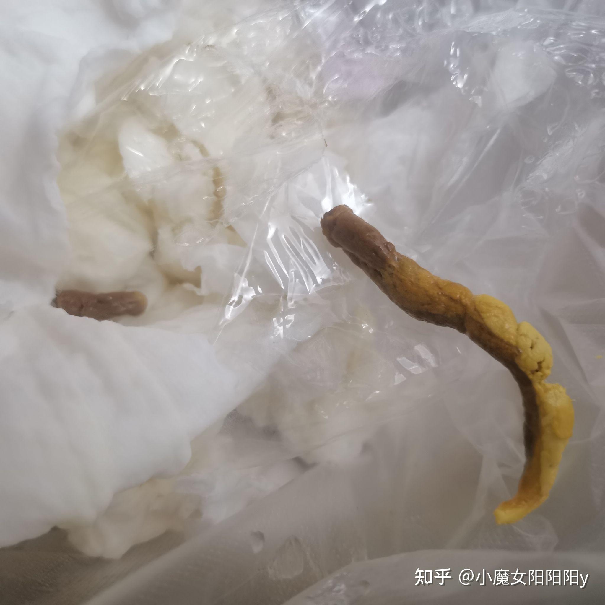 20天的幼猫,三四天没有排便后,排出的便便很干,且颜色不一(有图慎入