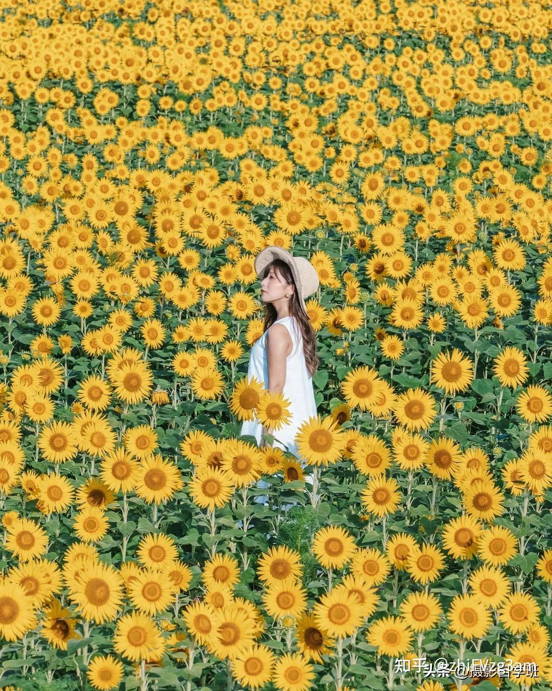 10个生活照万能姿势,花海展馆和街边,都能用得上,上镜又出片