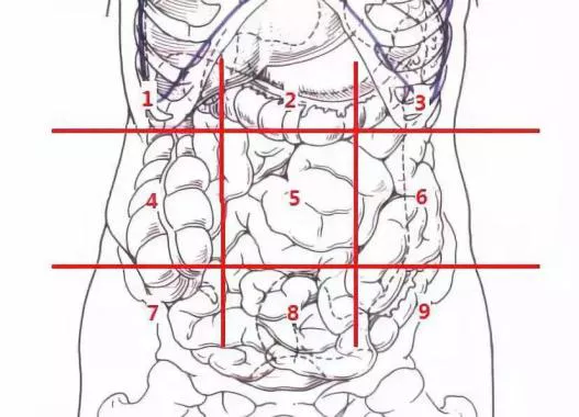 肚脐解剖示意图图片