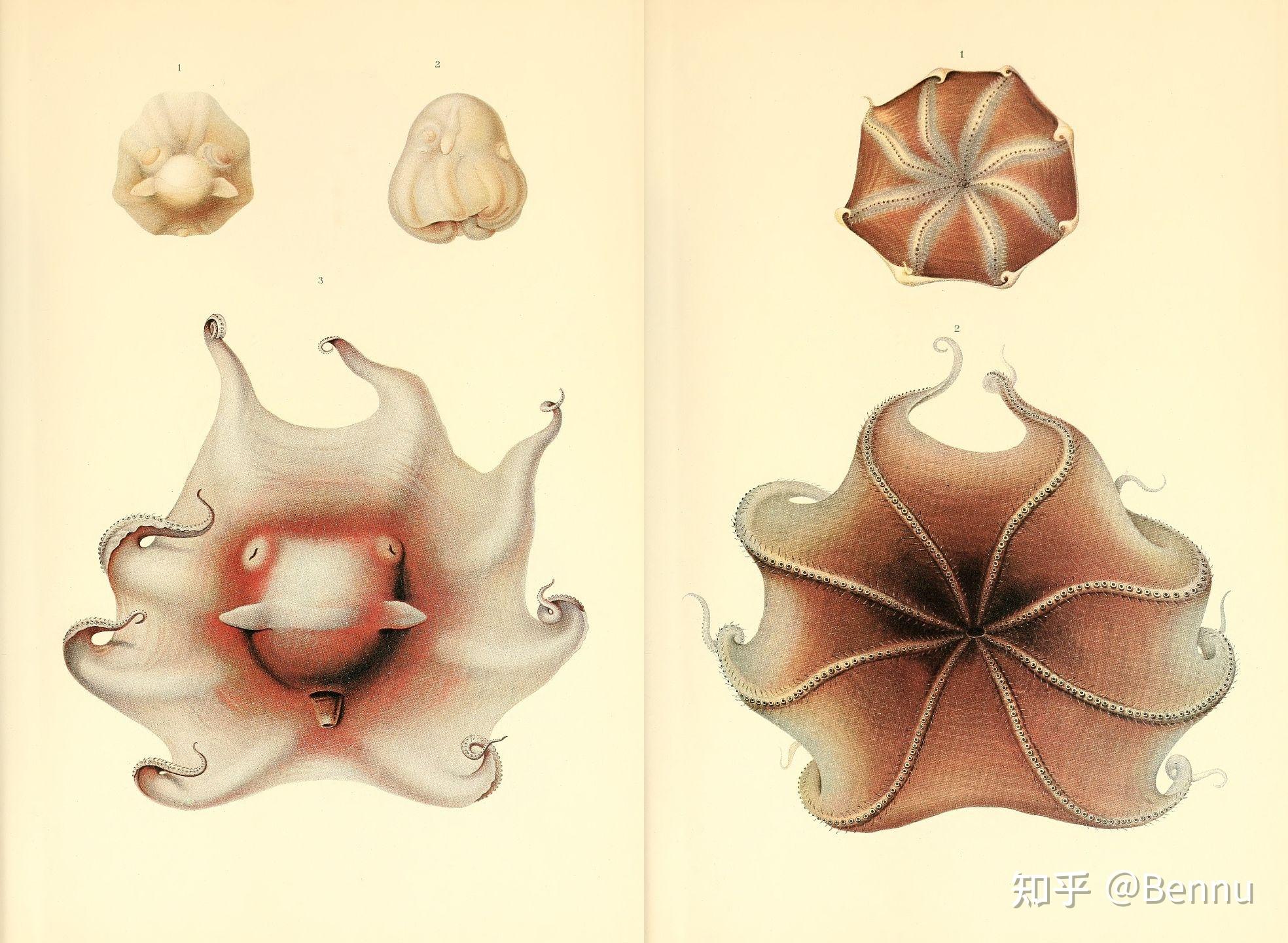 动物标本面蛸opisthoteuthissp