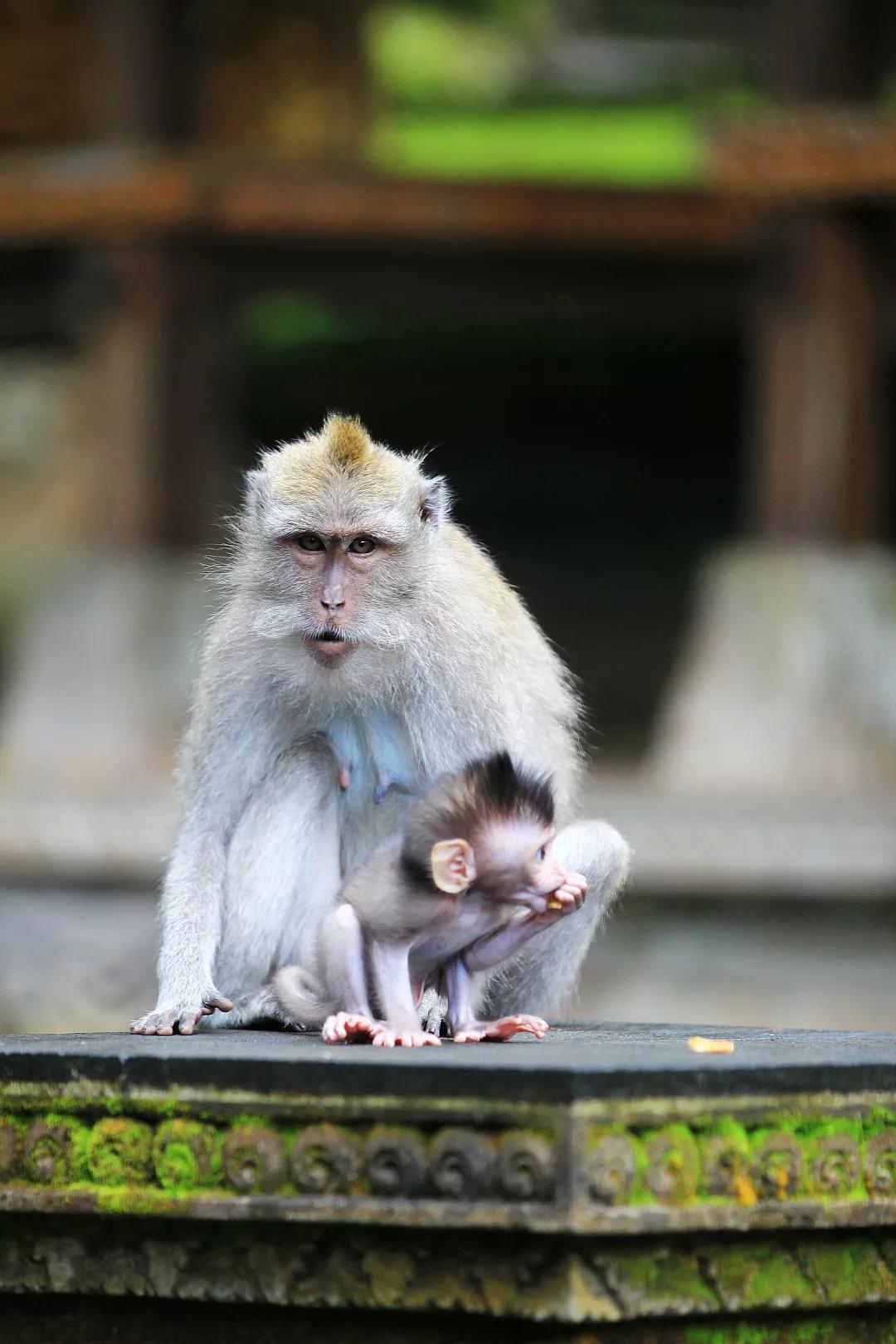 东南亚最佳亲子旅行地孩子开心大人省心