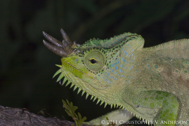 动物篇(47)·爬行纲·蜥蜴亚目(上)
