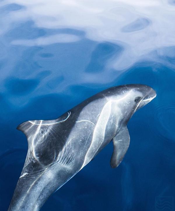 通过什么途径可以看到自然中的鲸鱼蓝鲸