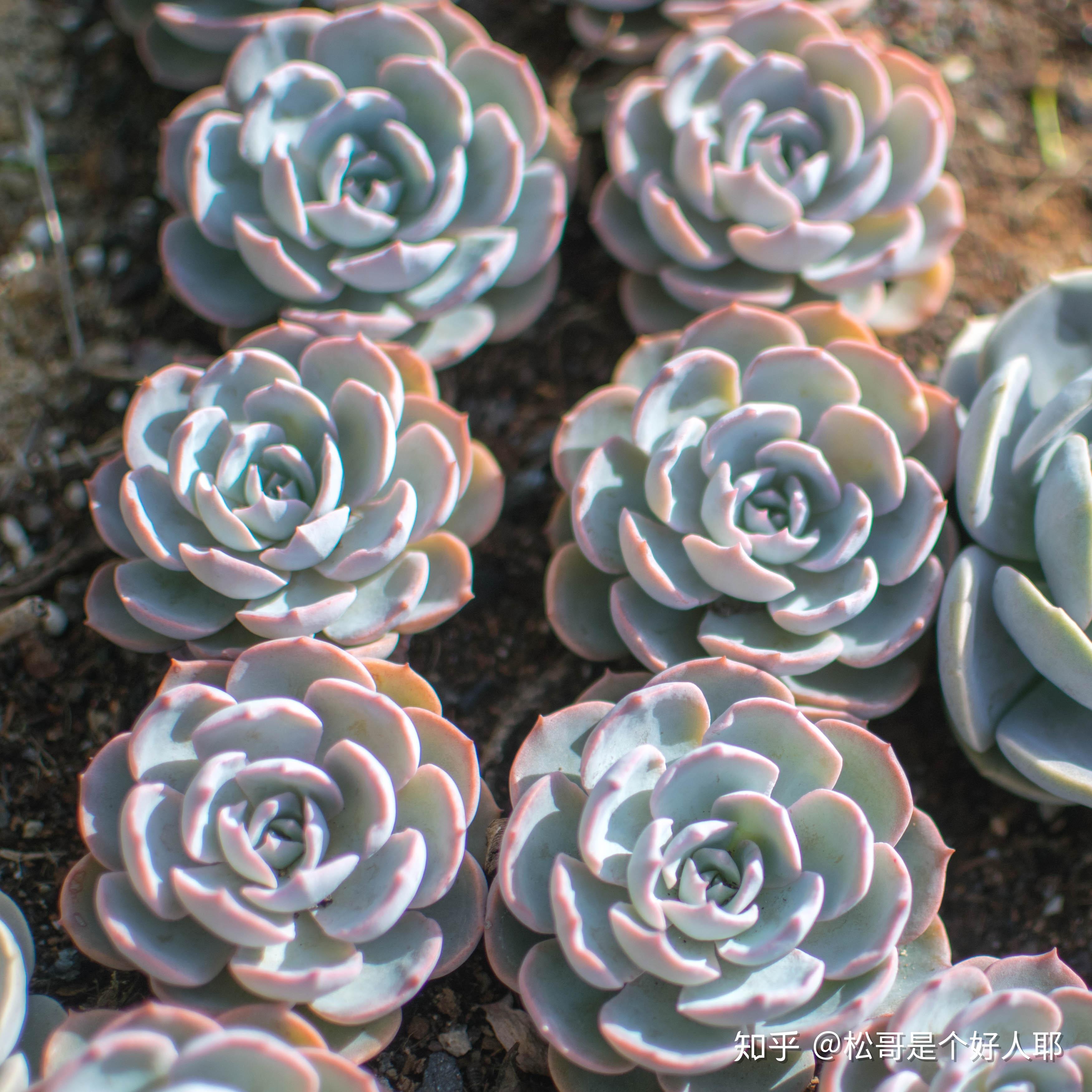 经典普货皮氏石莲花(也叫蓝石莲)