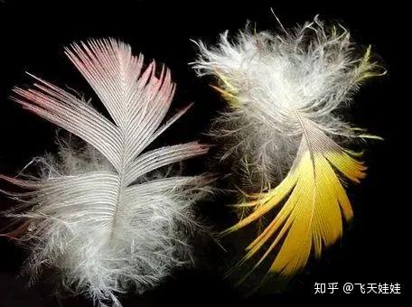 鹦鹉的羽毛也要保养你知道这些方法吗