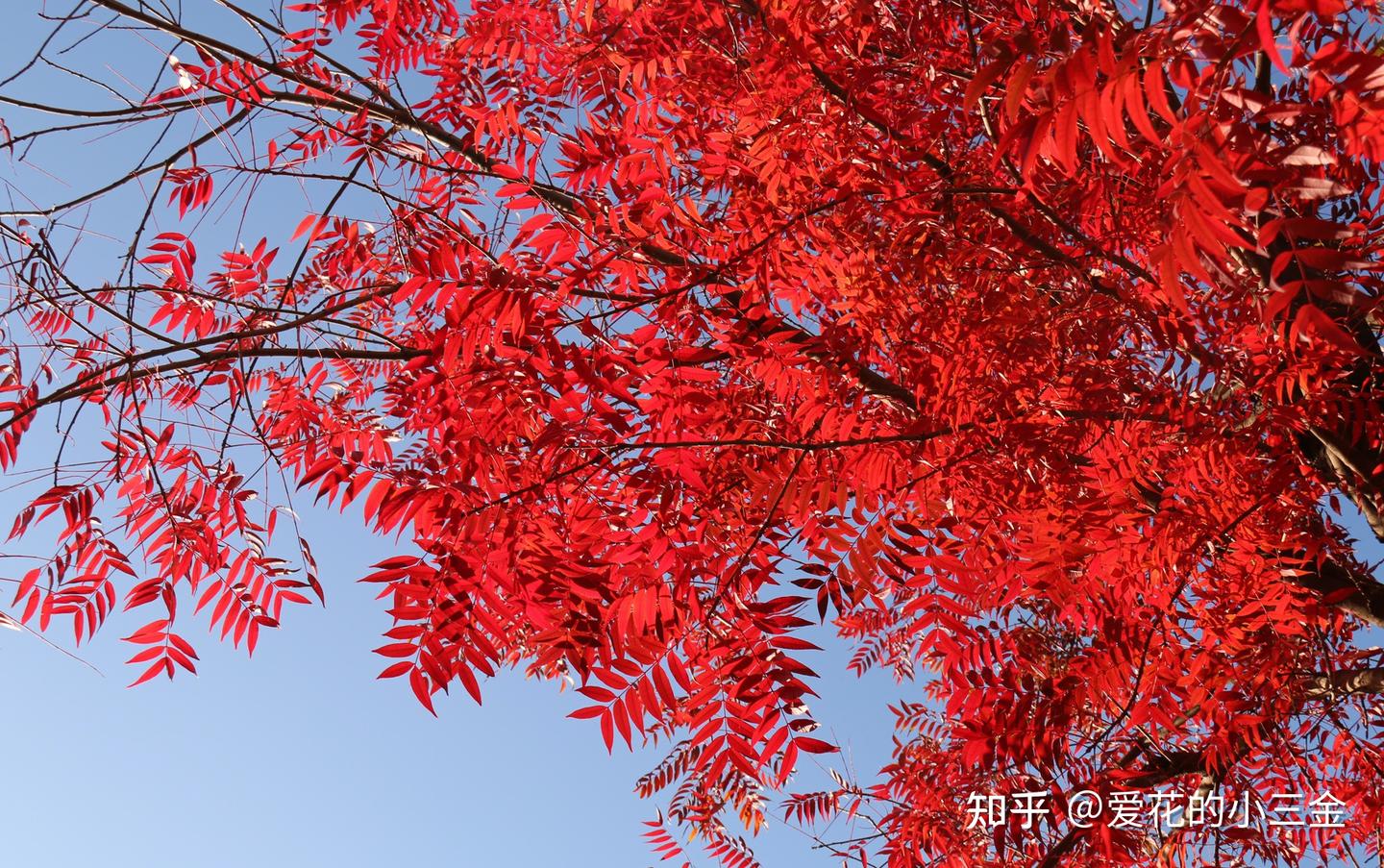 秋冬赏叶植物(二十):黄连木 - 知乎