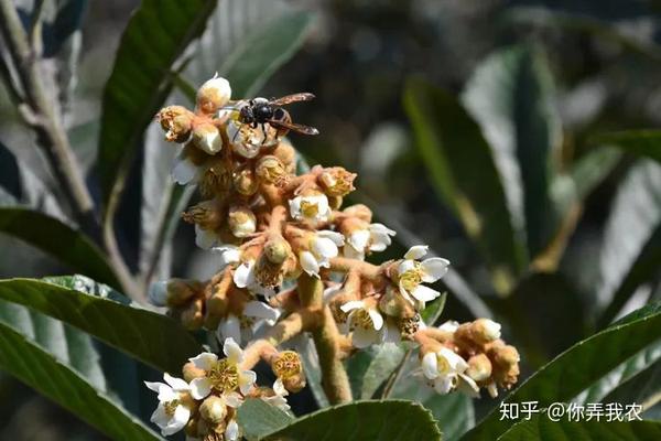 枇杷从开花到成熟全过程 知乎