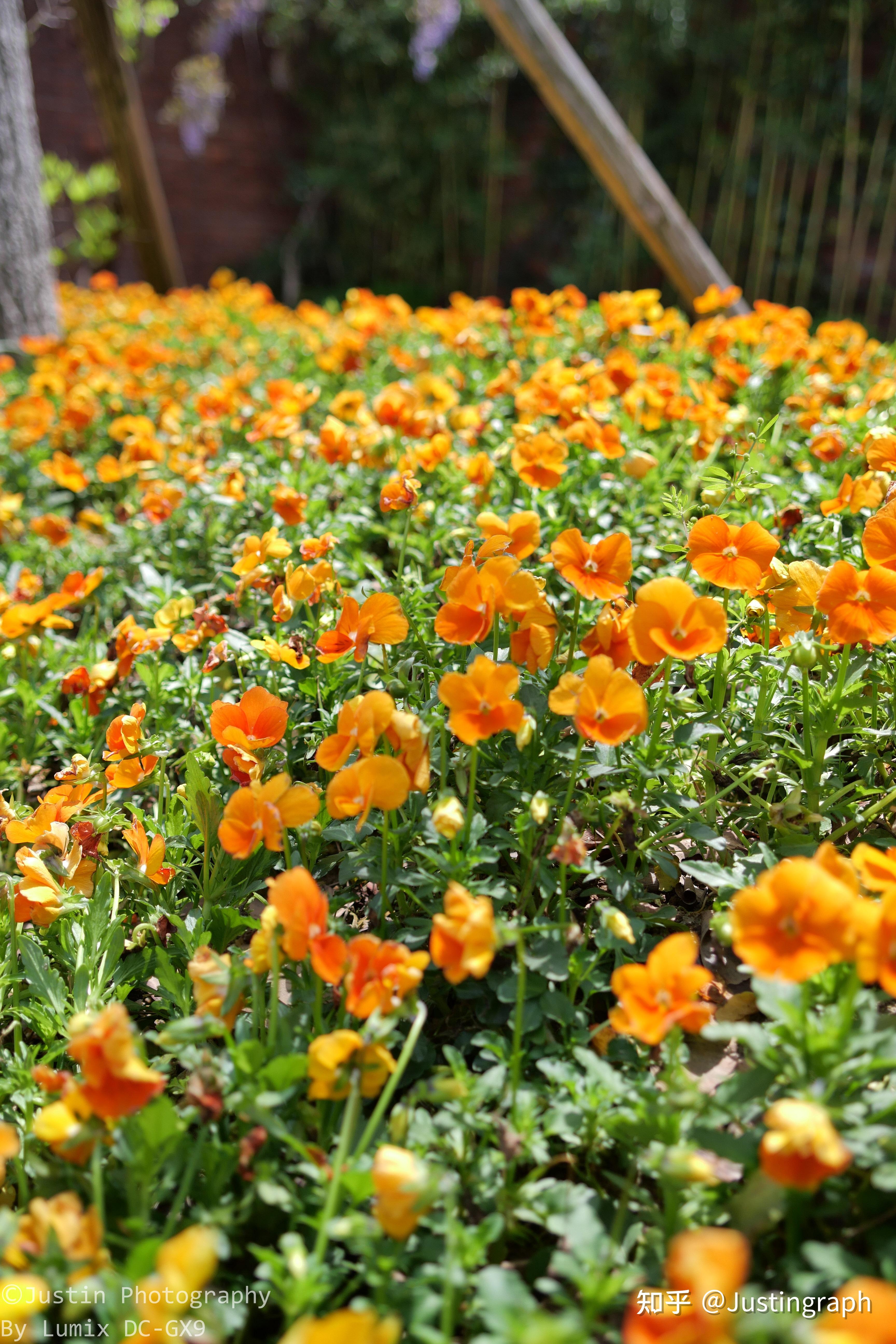 m43人文之眼——老蛙17mm f1.8 - 知乎