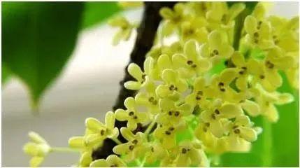 【植物界全系列】唇形目—木樨科(四):柊树 - 知乎