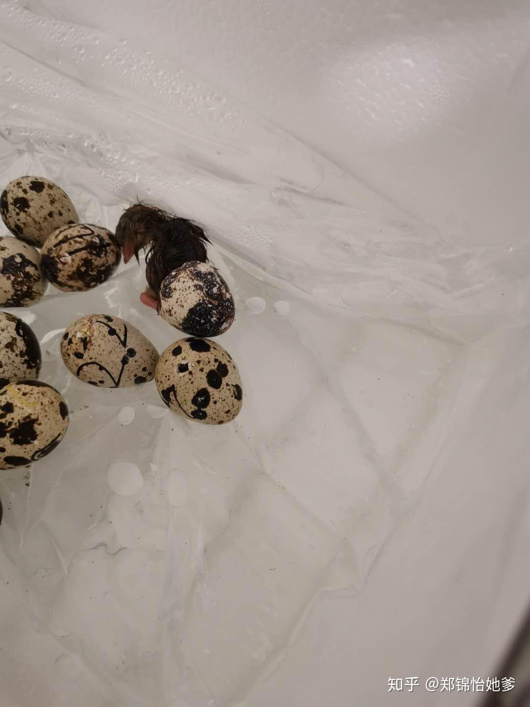 鹌鹑蛋孵化1一16天图片图片
