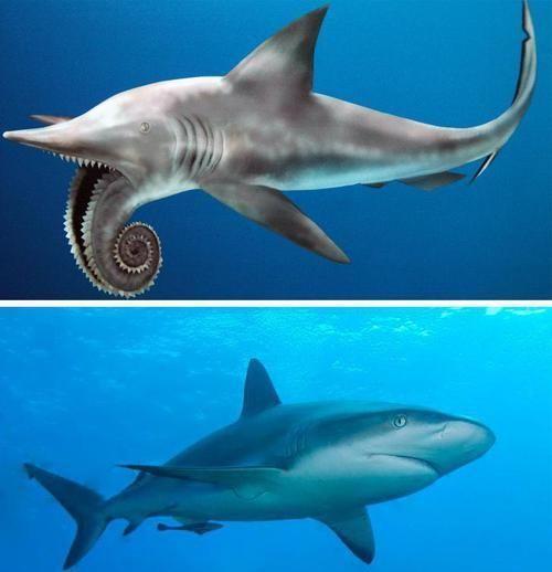旋齿鲨的照片图片