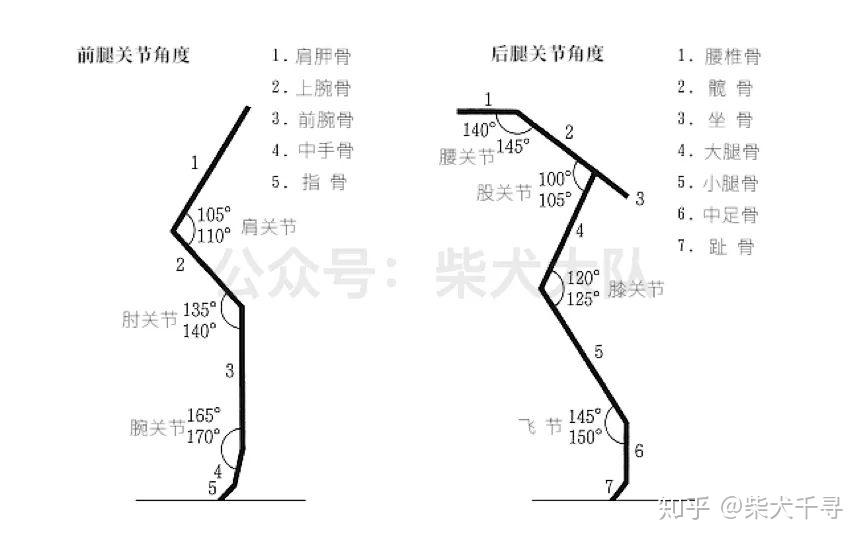 肘部及四肢的关节角度