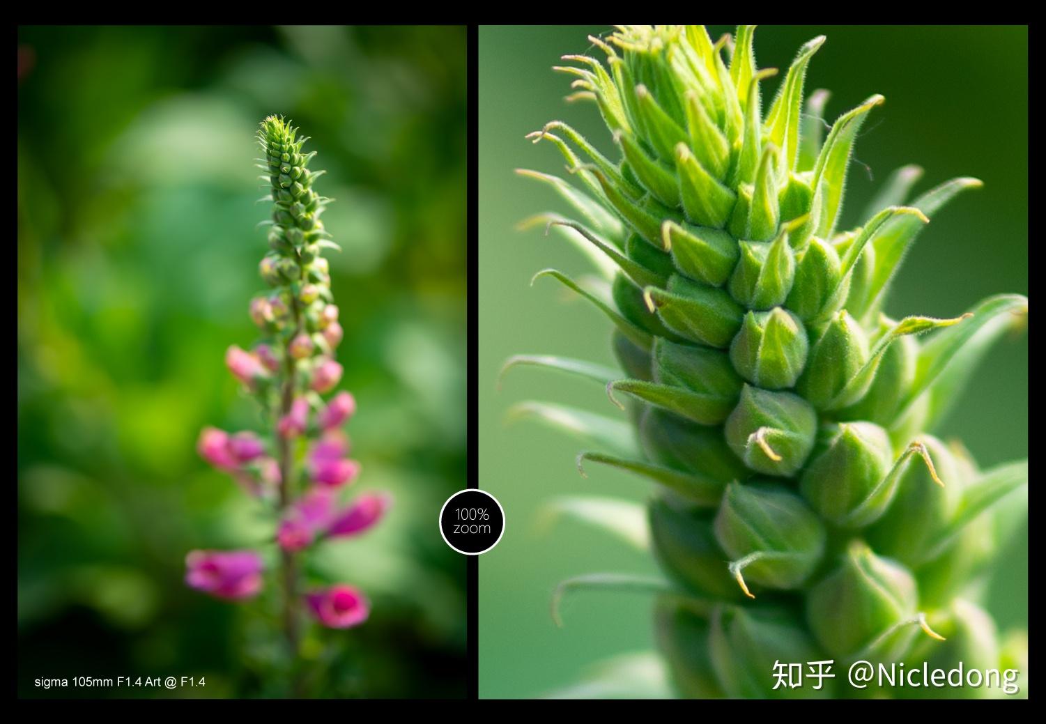 Sigma收購鏡頭