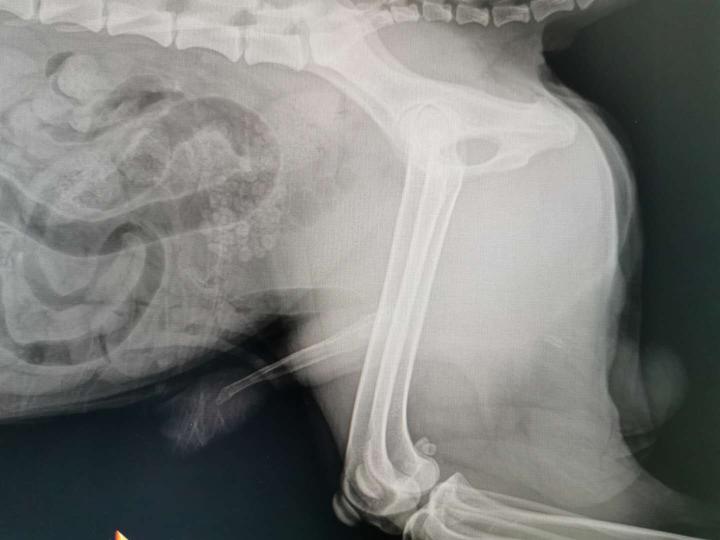 你了解猫狗的膀胱结石 尿道结石吗 知乎 你了解猫狗的膀胱结石 尿道结石吗 知乎