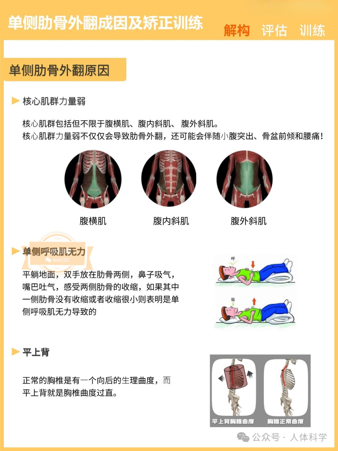 肋骨外翻如何矫正图片