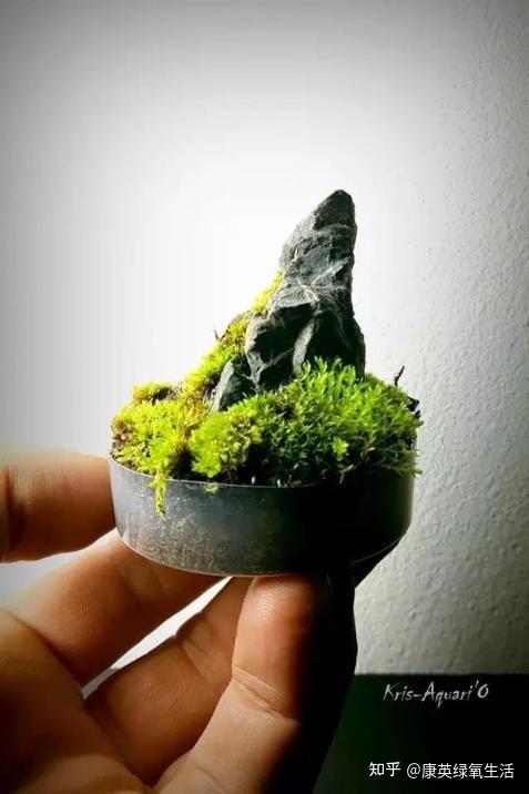 苔藓培育：绿色生活的一抹清新