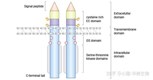 ACVRL1（Alk1）：TGF-β受体家族成员之一，全新的抗血管生成药物研究靶点！ - 知乎