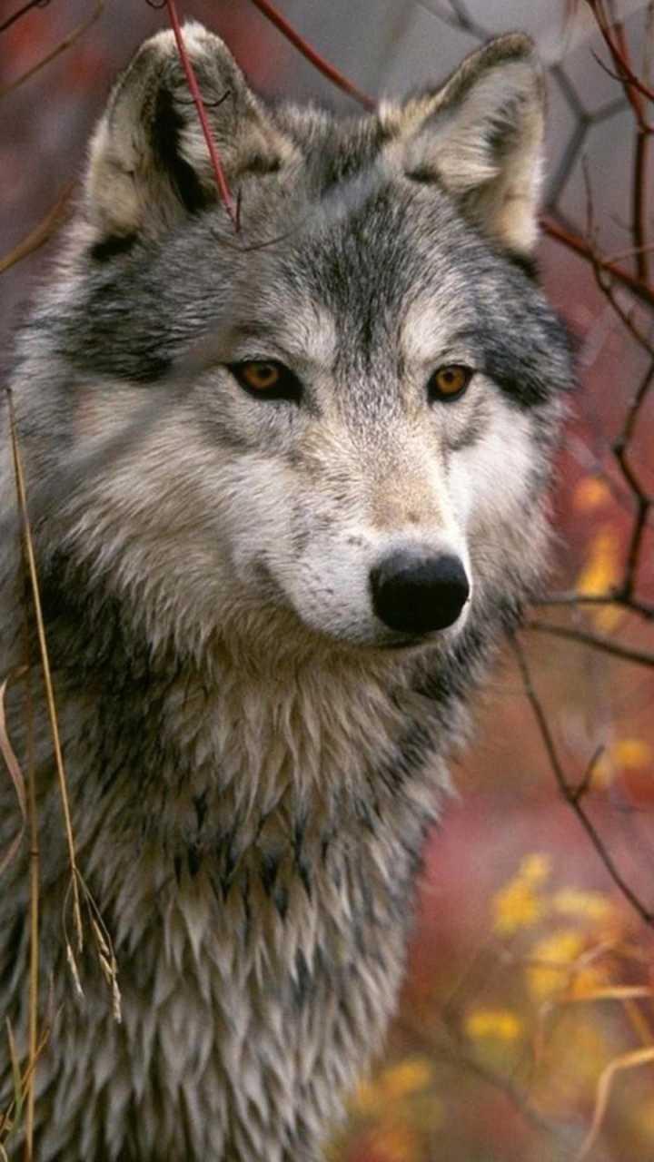 有喜欢狼的朋友么可以分享一下好看的狼的图片么