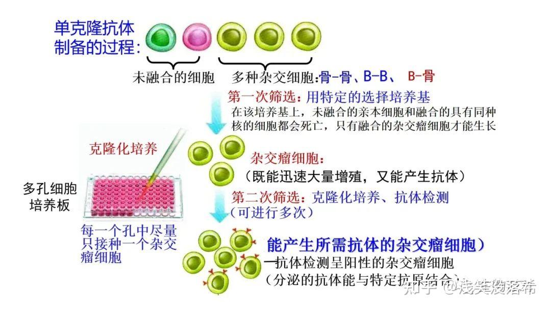 新教材222动物细胞融合与单克隆抗体1选3优质课件