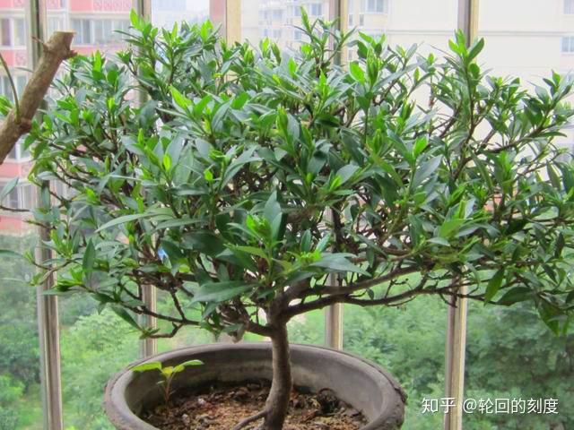 北方阳台栀子花养殖经验谈