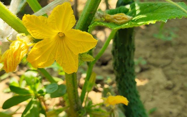 黄瓜膨大素有哪些黄瓜膨大剂什么时候用好黄瓜膨大肥料用昆仑风