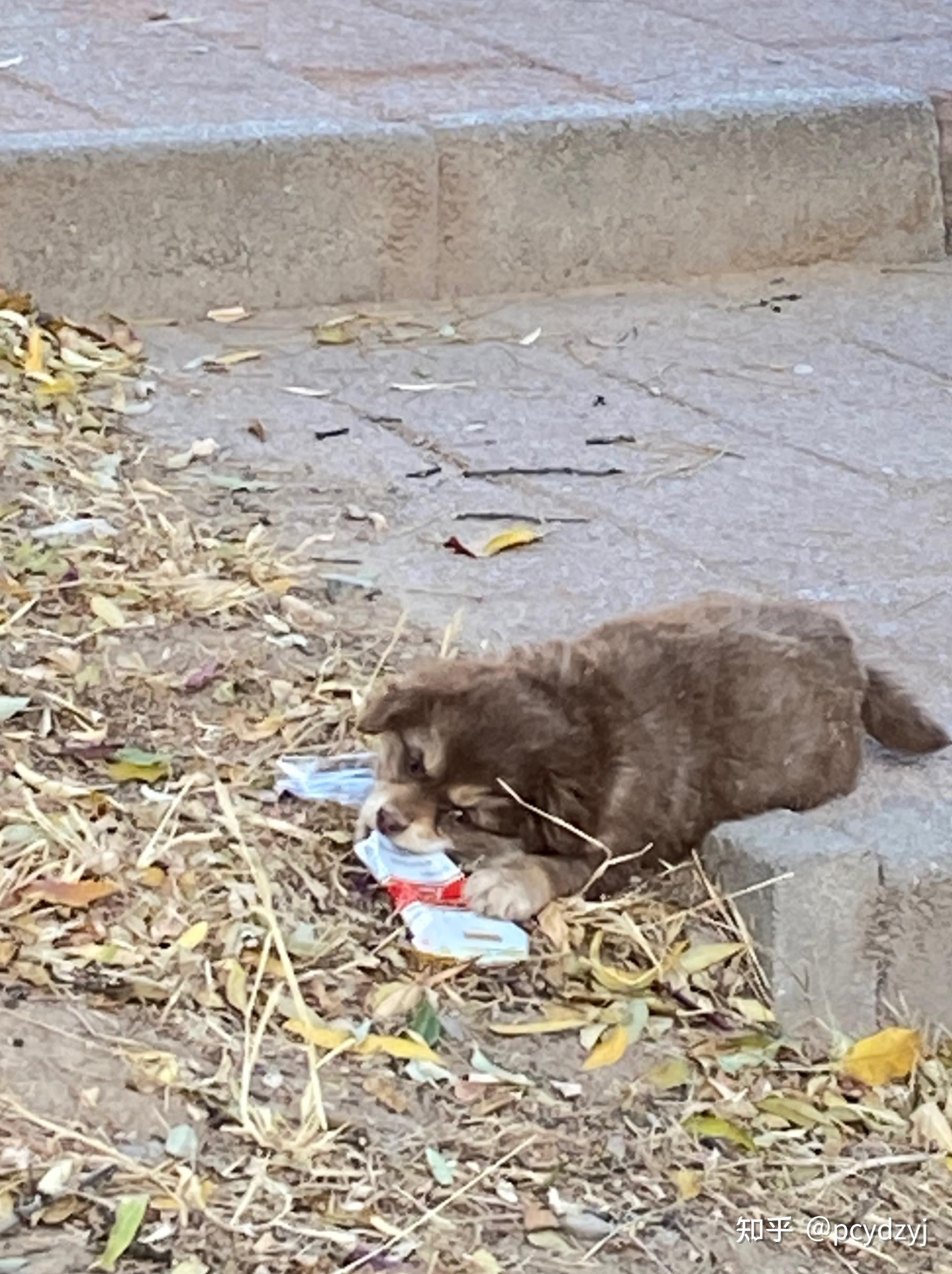 流浪猫狗现状图片