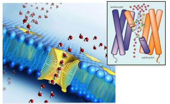水通道蛋白发现者图片