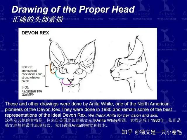 干货科普丨德文卷毛猫花色品相品种介绍 - 知乎